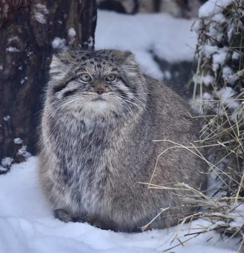 ノヴォシビルスク動物園のラストチカの写真