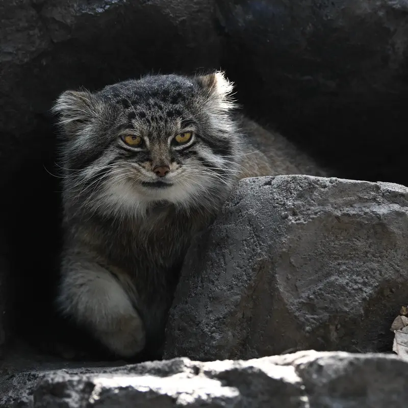 旭山動物園のグルーシャの写真