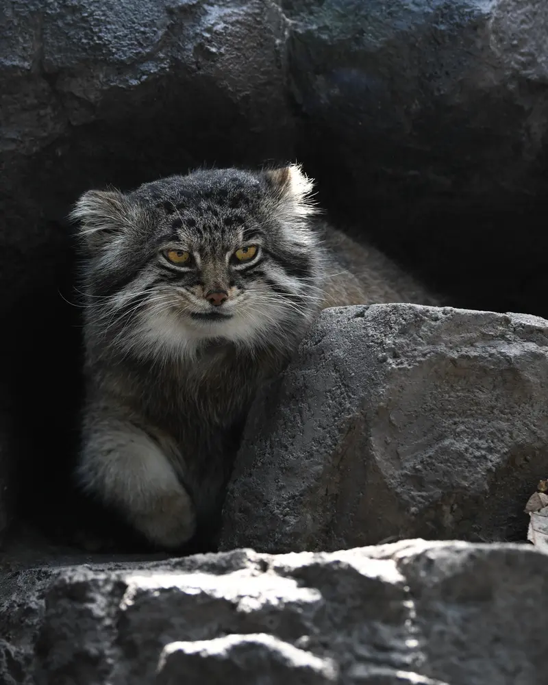 旭山動物園のグルーシャの写真
