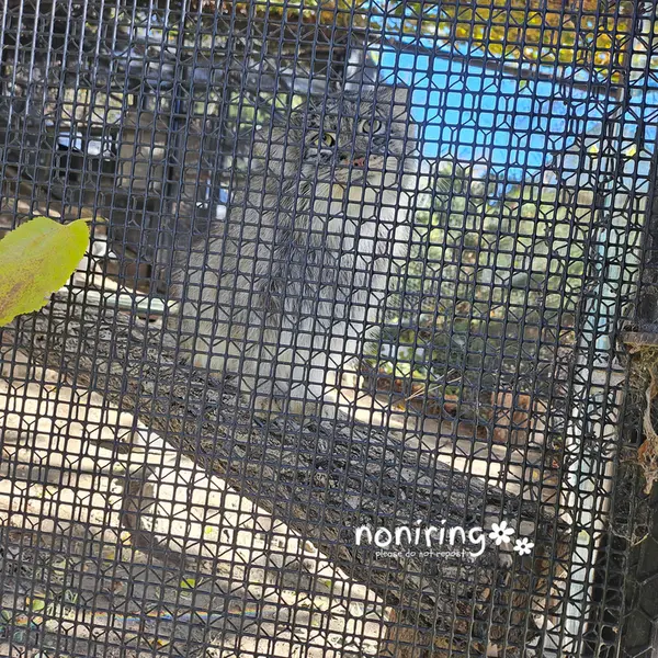 プエブロ動物園のオリーブの写真