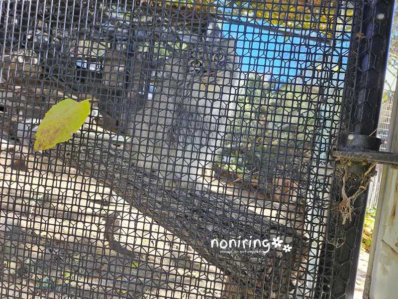 プエブロ動物園のオリーブの写真