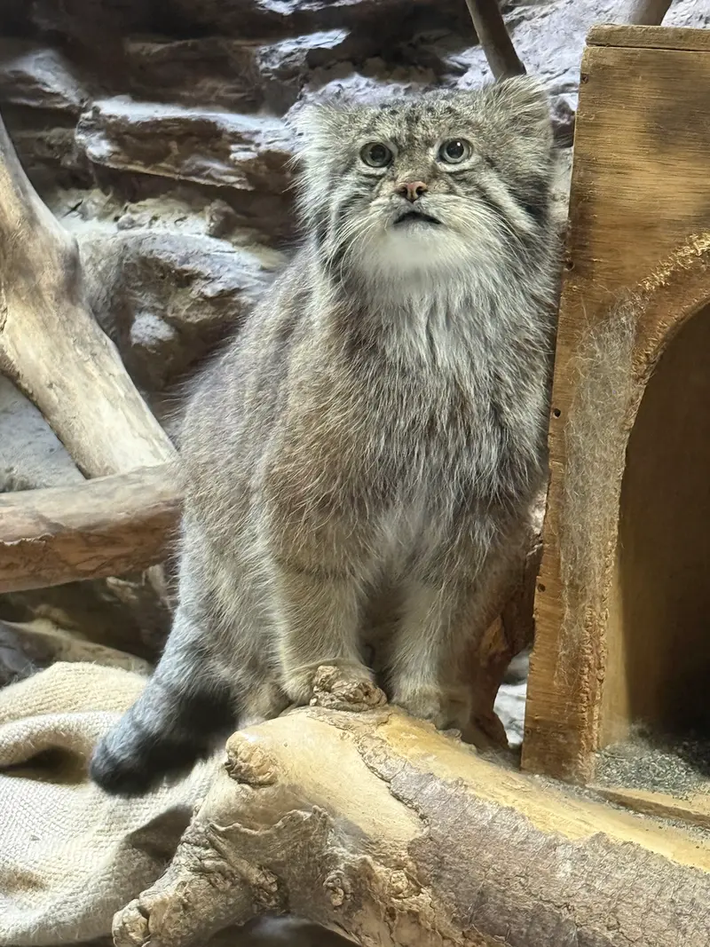 恩賜上野動物園のクリョンの写真