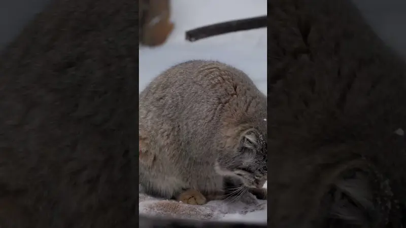那須どうぶつ王国のマヌルネコの動画
