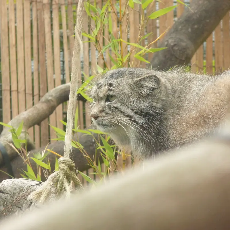 エディンバラ動物園のアキコの写真
