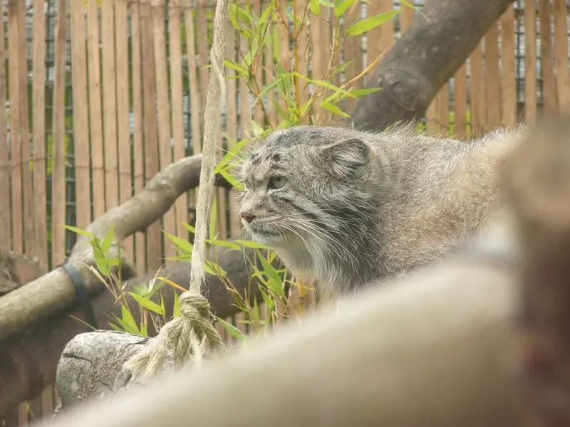 エディンバラ動物園のアキコの写真