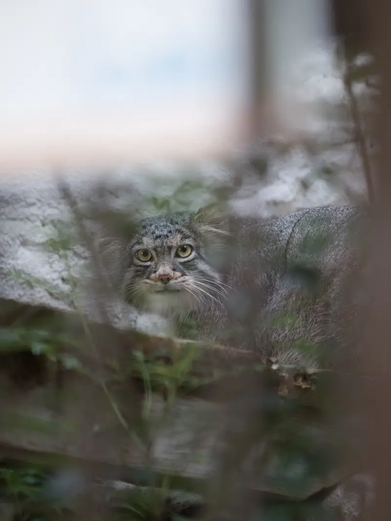 野毛山動物園のフィーガの写真