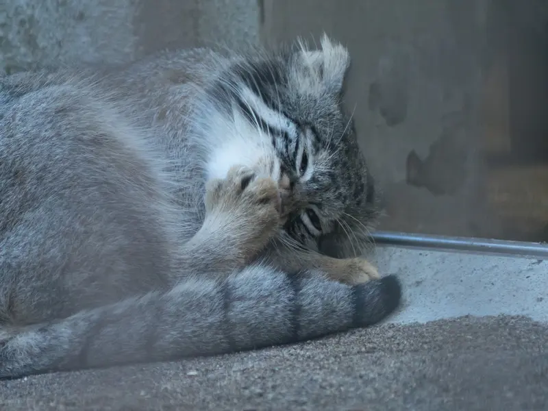 野毛山動物園のフィーガの写真