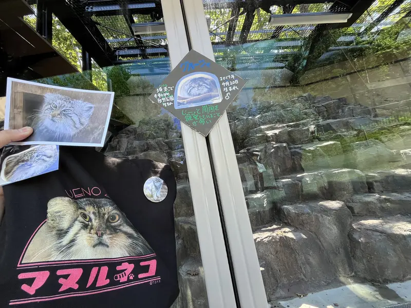 旭山動物園のマヌルネコの写真
