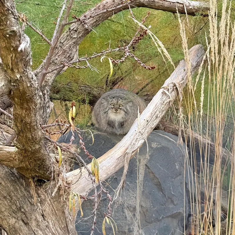 プラハ動物園のプリンセッサの写真