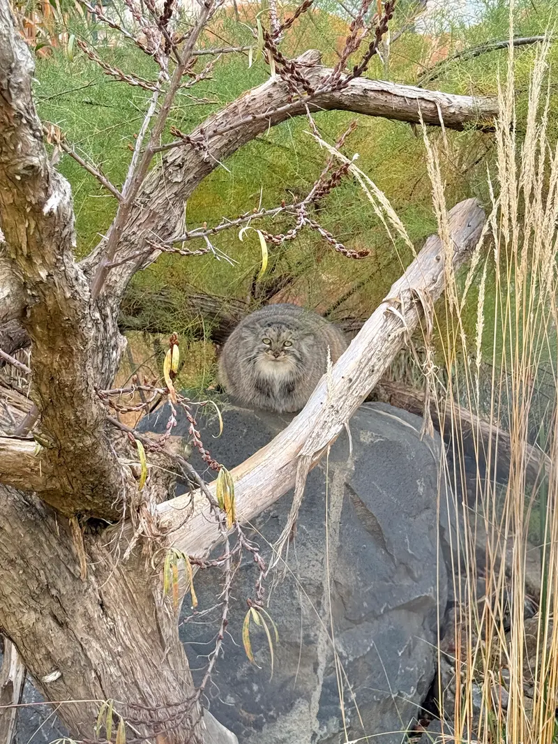 プラハ動物園のプリンセッサの写真