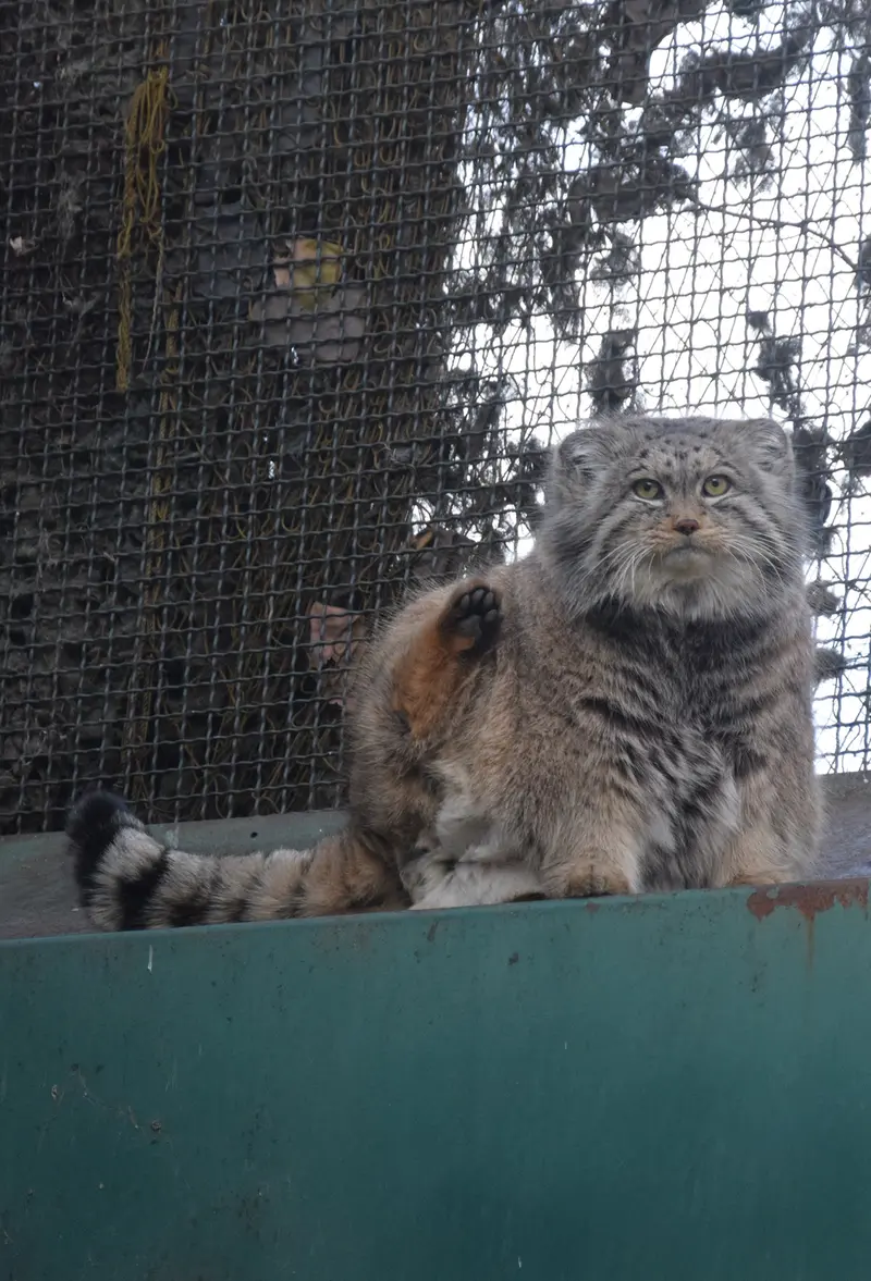 ブダペスト動物園・植物園のボフスの写真