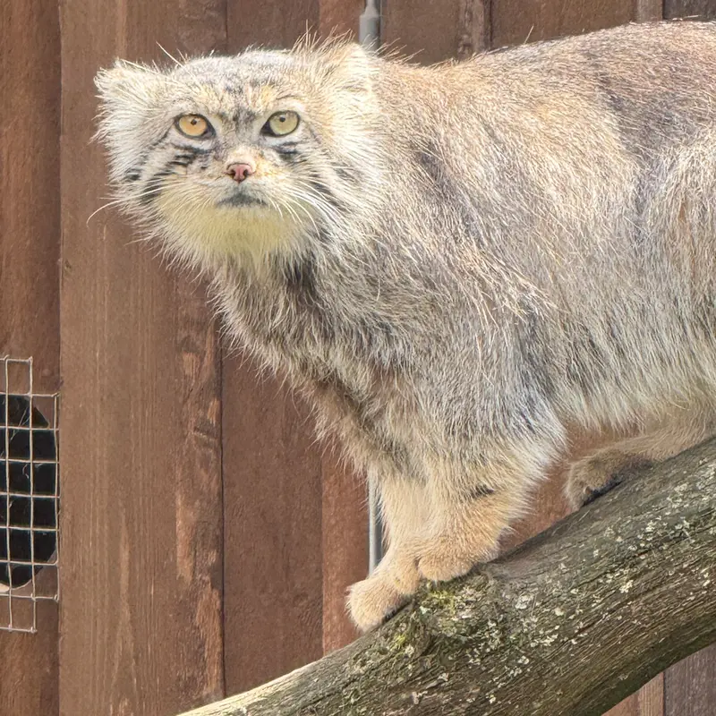タリン動物園のマーズの写真