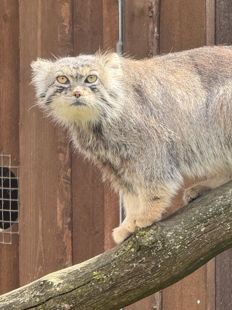 タリン動物園のマーズの写真