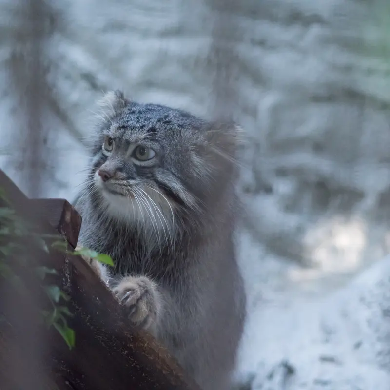 野毛山動物園のフィーガの写真