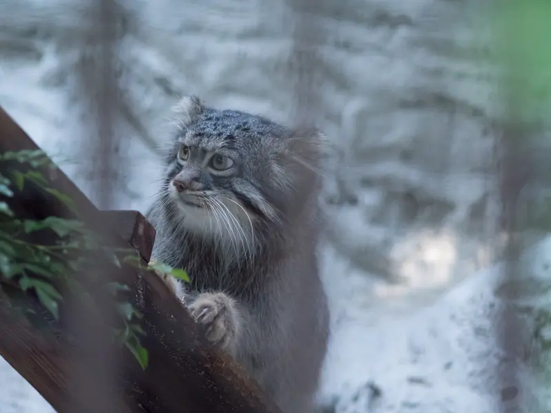 野毛山動物園のフィーガの写真