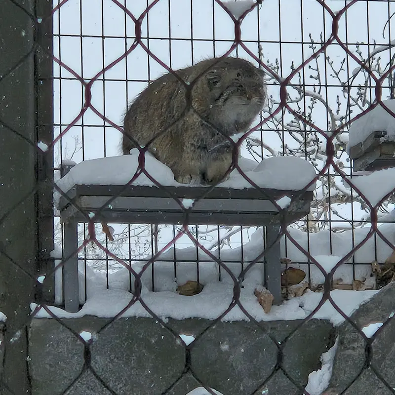 カルガリー動物園 / ワイルダー研究所のオラフの写真