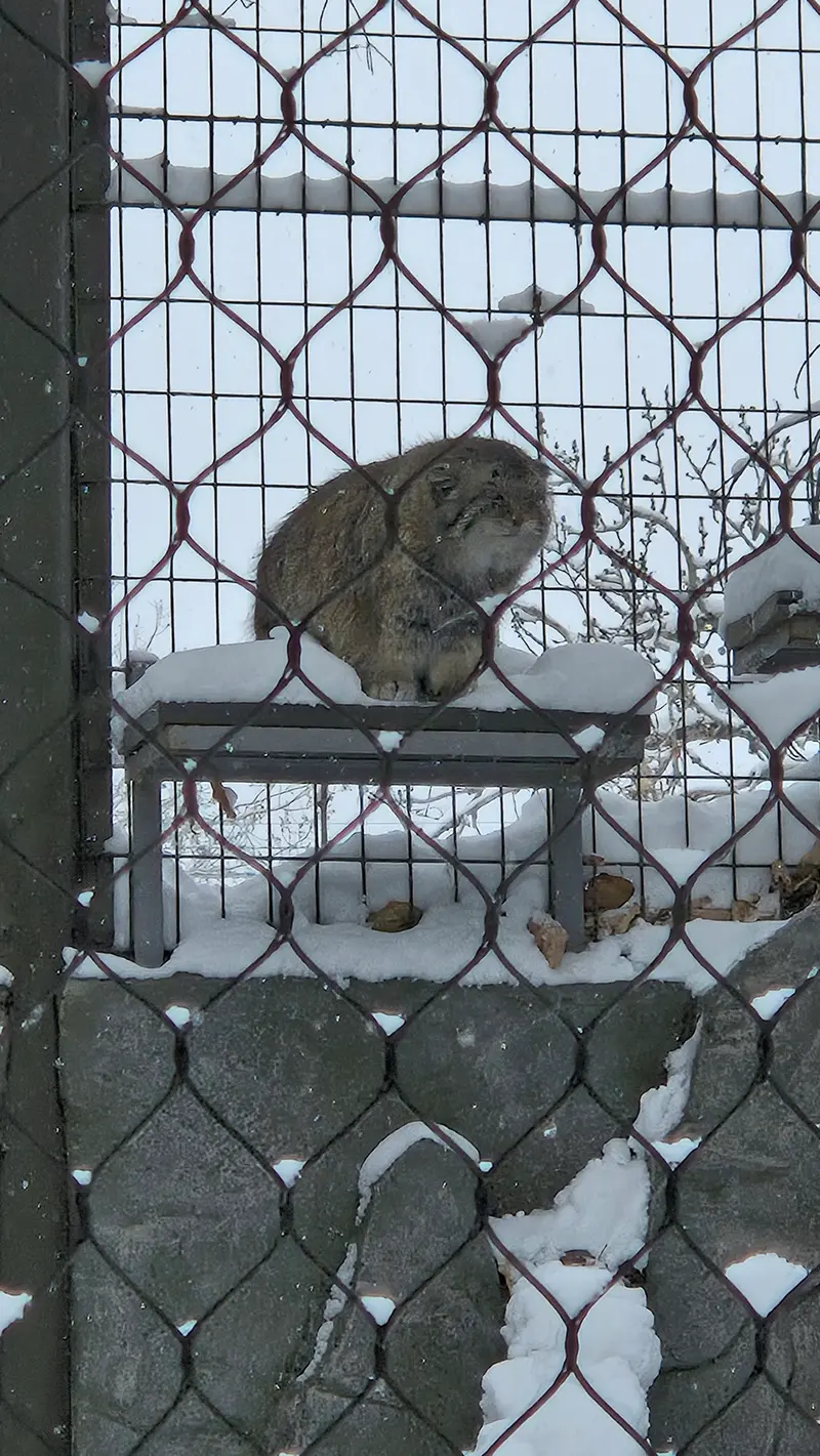 カルガリー動物園 / ワイルダー研究所のオラフの写真