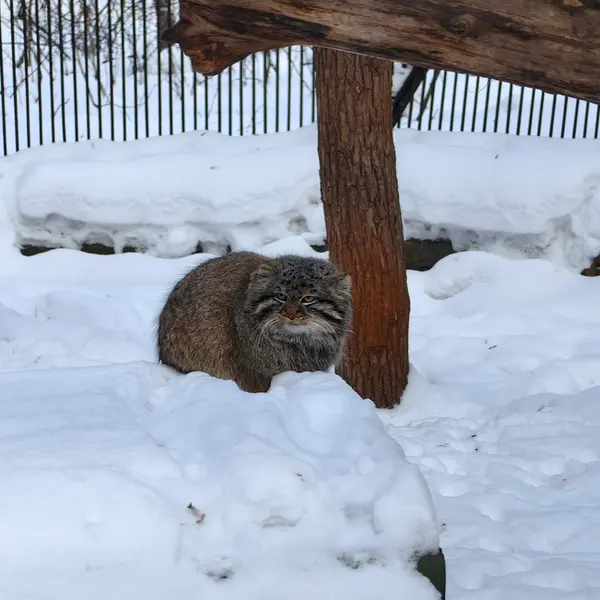 ノヴォシビルスク動物園のレオンの写真