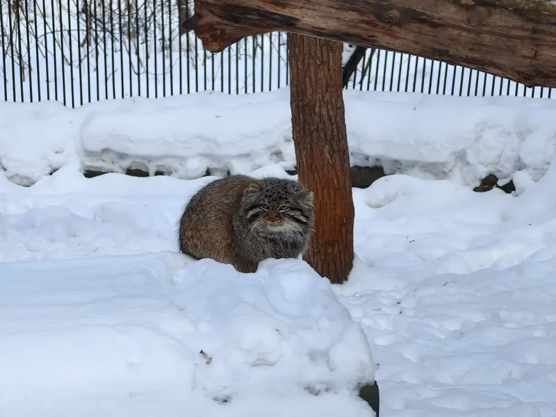 ノヴォシビルスク動物園のレオンの写真