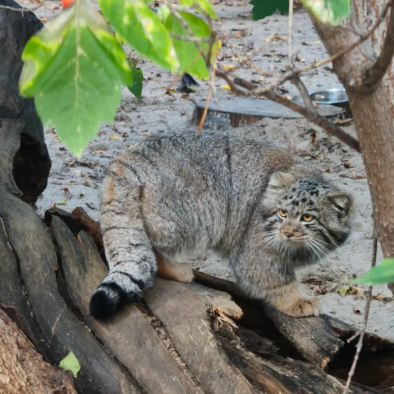 ノヴォシビルスク動物園のスネジャナの息子 b.2026 Ⅰの写真