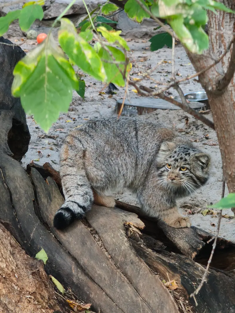 ノヴォシビルスク動物園のマヌルネコの写真