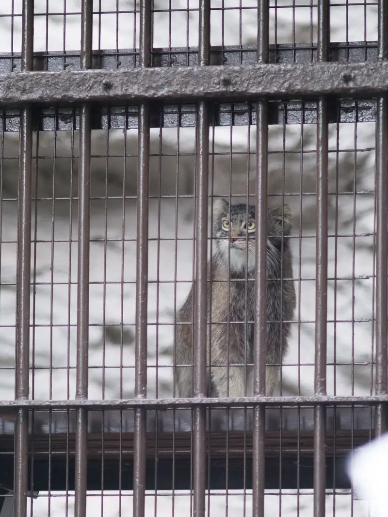 野毛山動物園のフィーガの写真
