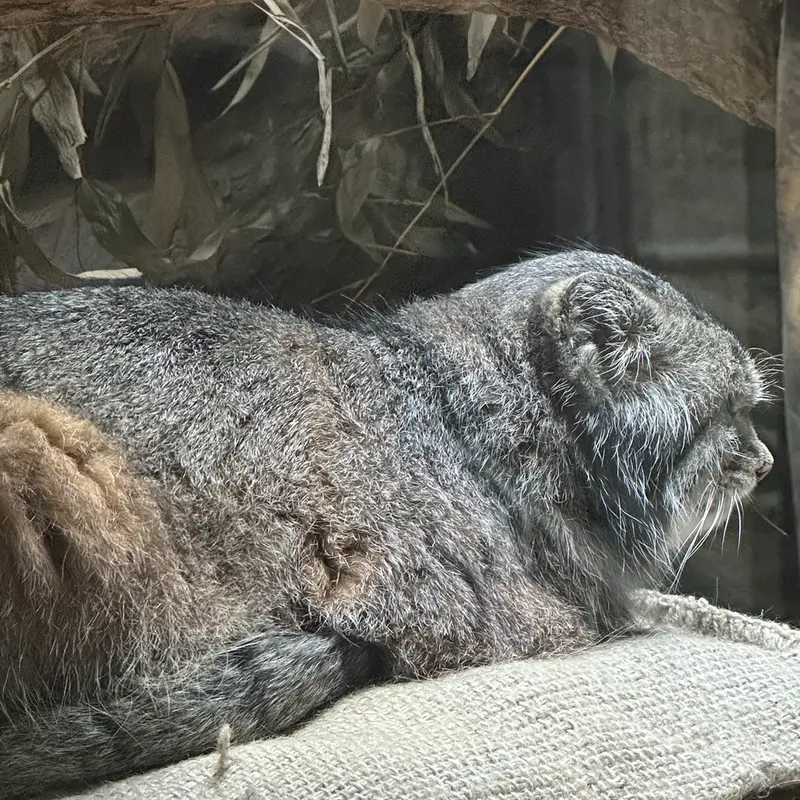 マヌルネコの写真