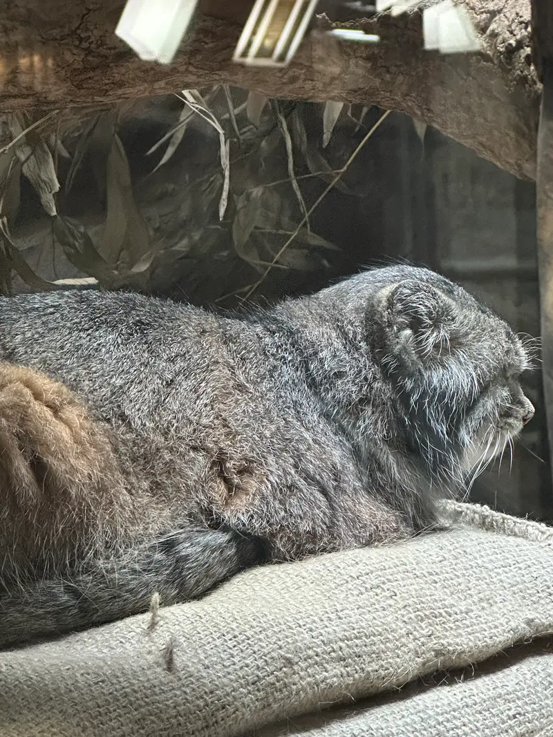 マヌルネコの写真