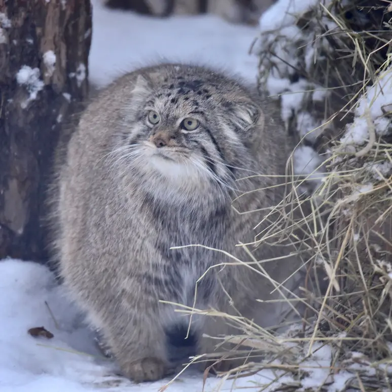 ノヴォシビルスク動物園のラストチカの写真