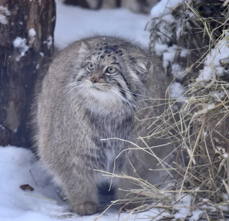 ノヴォシビルスク動物園のラストチカの写真