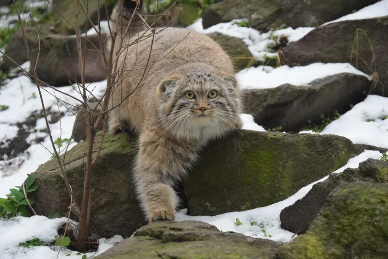 ブダペスト動物園＆植物園のルーシーの写真