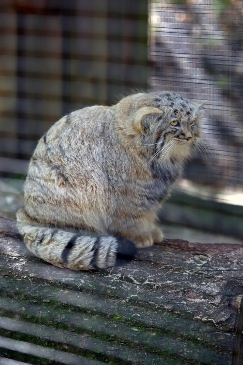 コシツェ動物園のアラニの子（2026年生まれ）Ⅱの写真