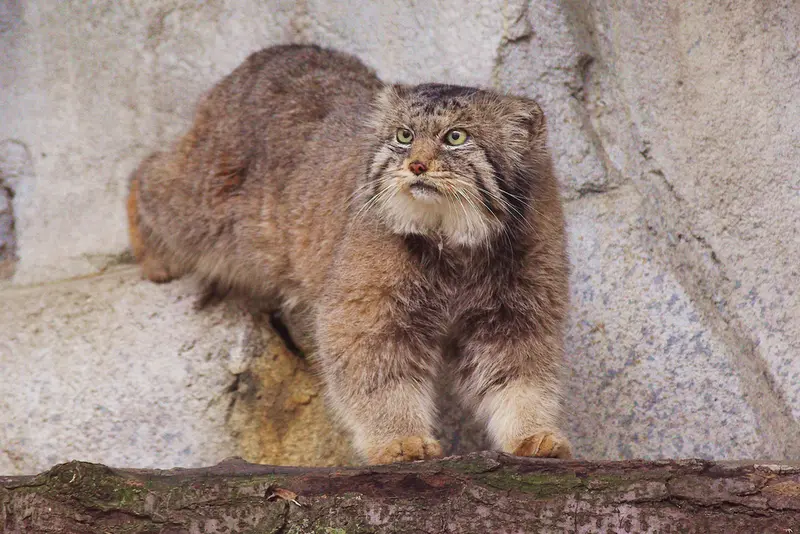 コロンバス動物園・水族館のパヴァルの写真