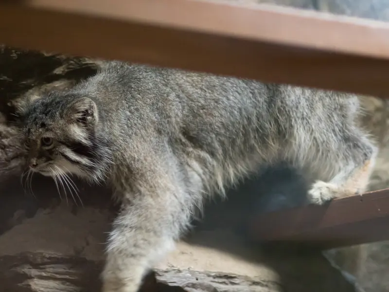 恩賜上野動物園のクリョンの写真