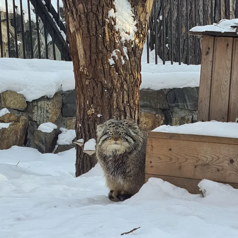 ノヴォシビルスク動物園のボリスの写真