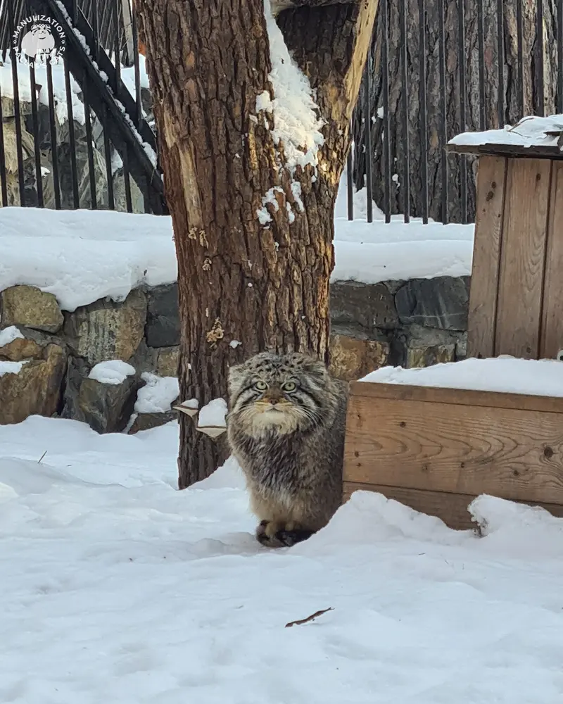 ノヴォシビルスク動物園のボリスの写真
