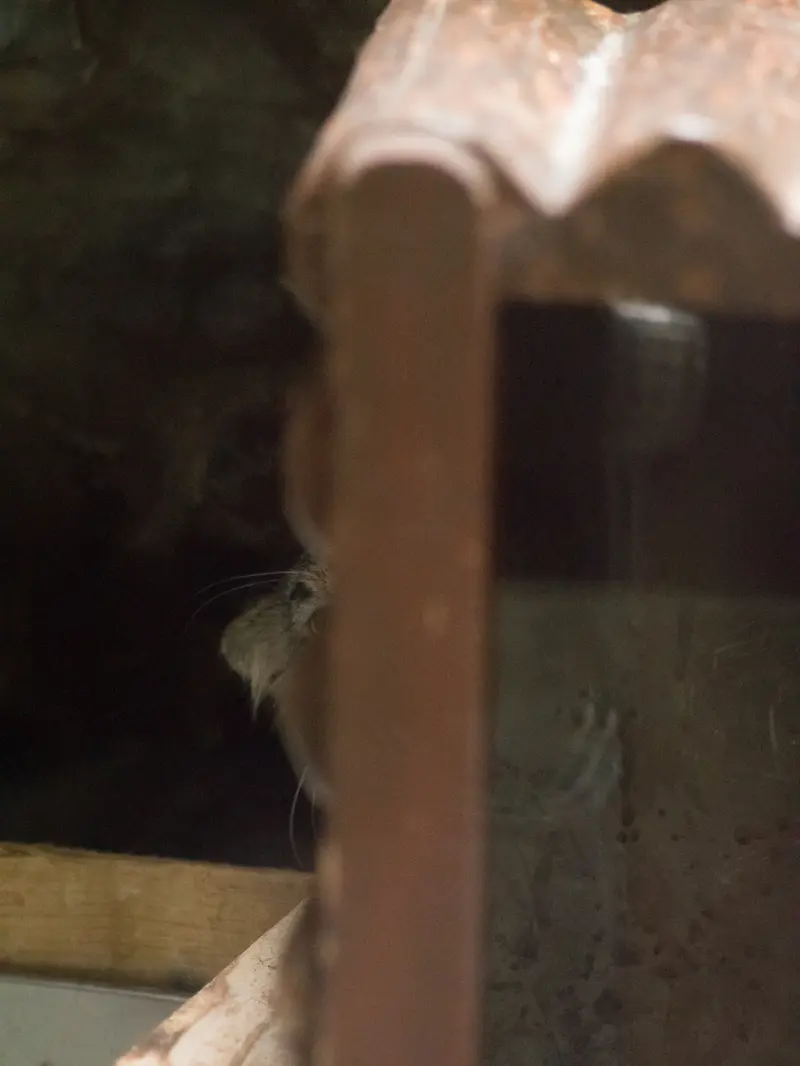 恩賜上野動物園のサフランの写真