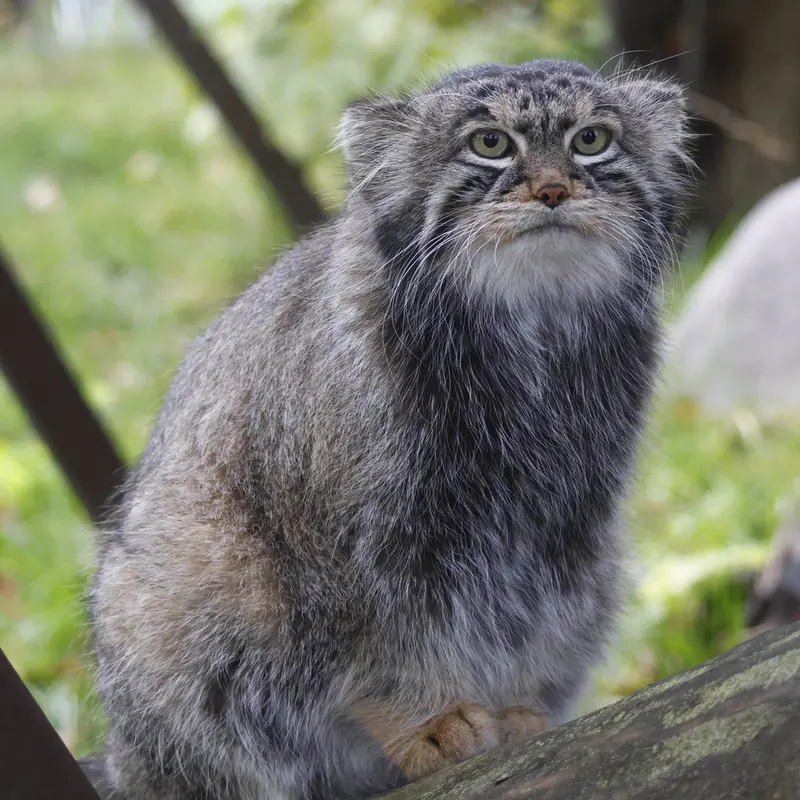 モスクワ動物園のティモフェイの写真
