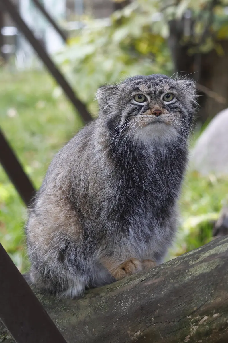 モスクワ動物園のティモフェイの写真