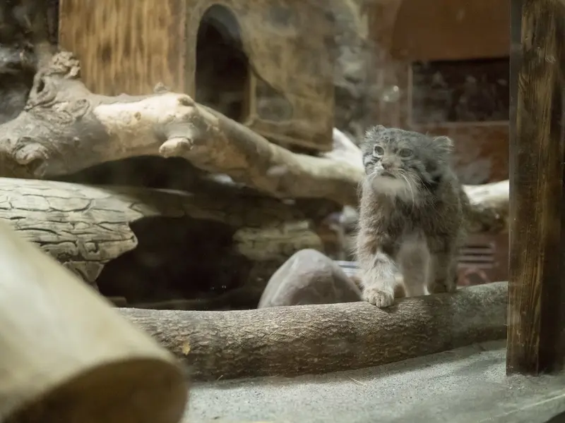 恩賜上野動物園のクリョンの写真