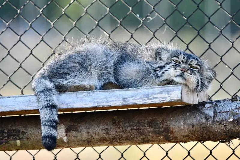 Port Lympne Wild Animal Parkのアトランの写真