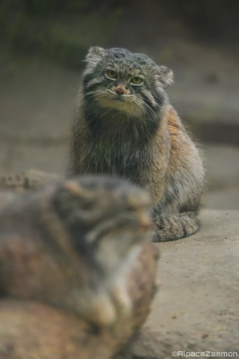 神戸どうぶつ王国のアズとナルの写真