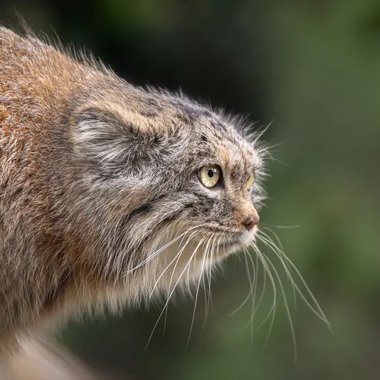 ヘラブルン動物園のプルシの写真