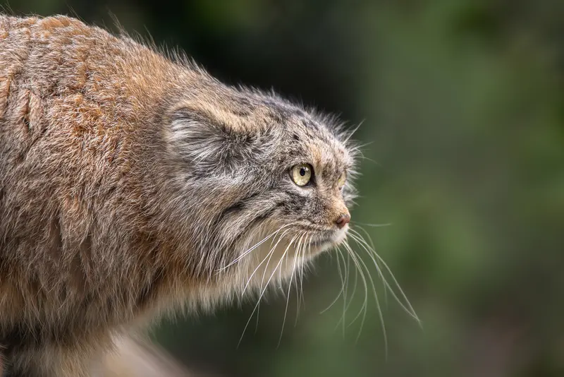 ヘラブルン動物園のプルシの写真