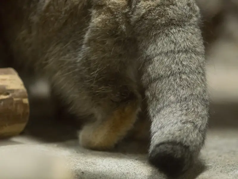 恩賜上野動物園のクリョンの写真