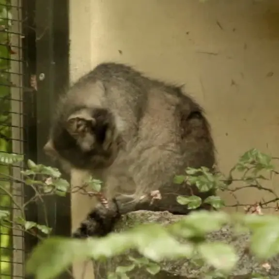 ケムニッツ動物園のマヌルネコの写真