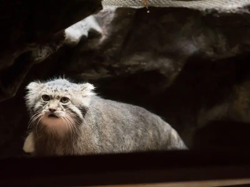 恩賜上野動物園のクリョンの写真