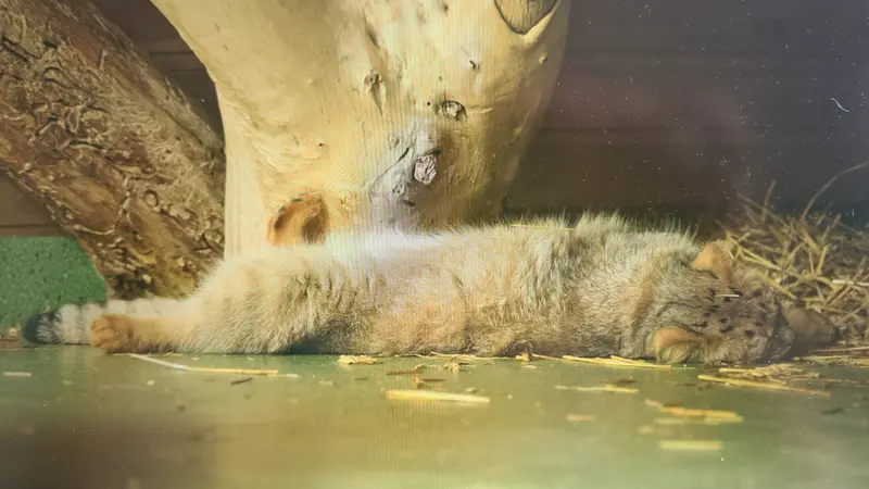 マヌルネコの写真