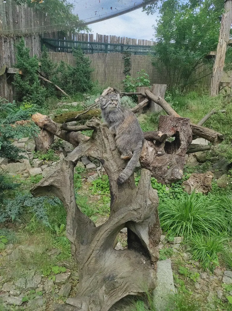 ヴロツワフ動物園のザリナの写真