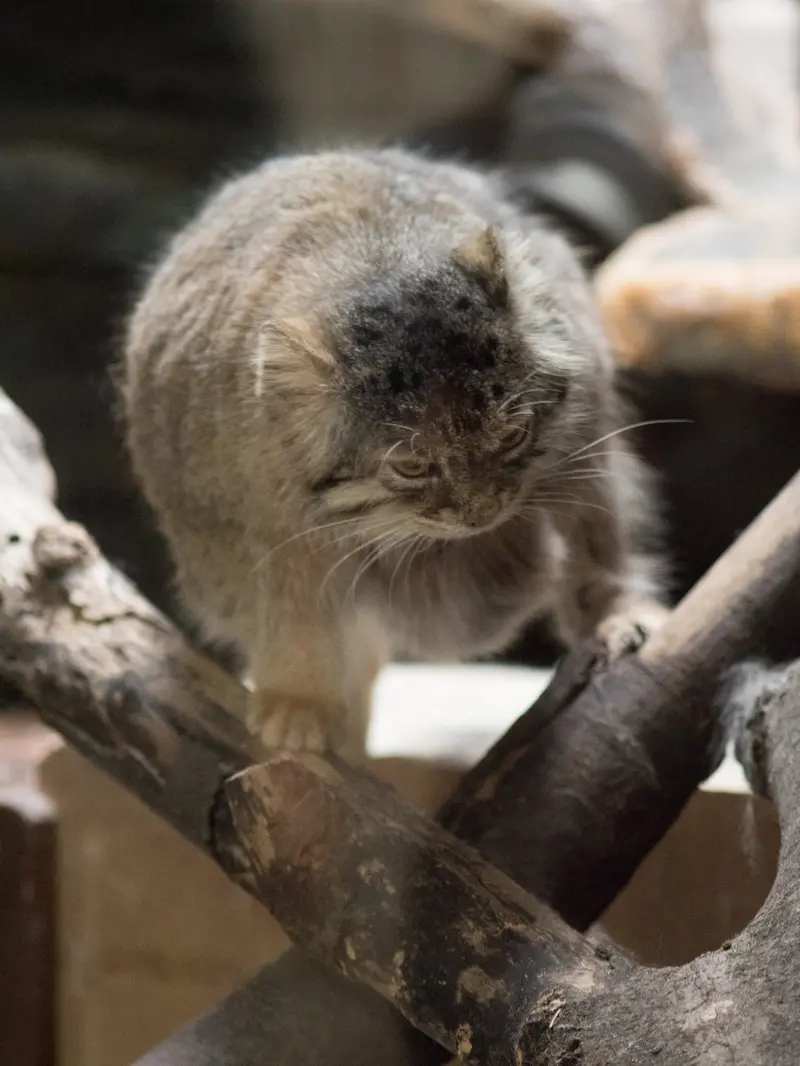 恩賜上野動物園のプリームラの写真